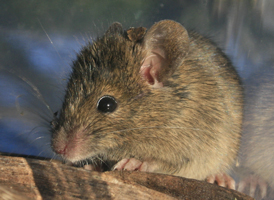 House Mouse